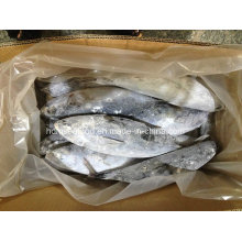 New Supply Frozen Bonito Fish for Sale